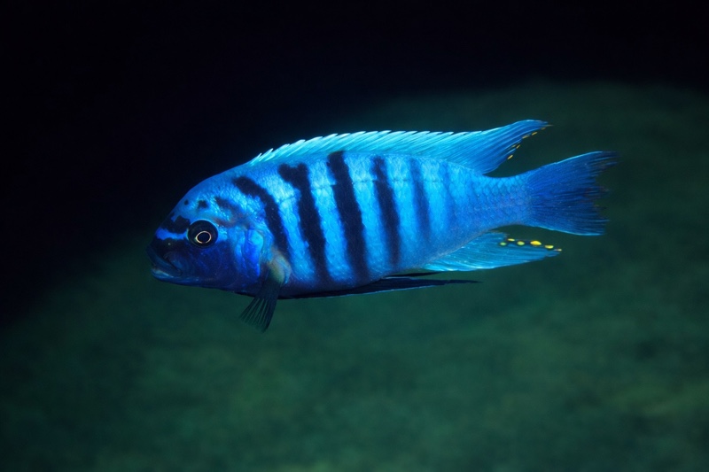 Maylandia zebra 'Hongi Island'